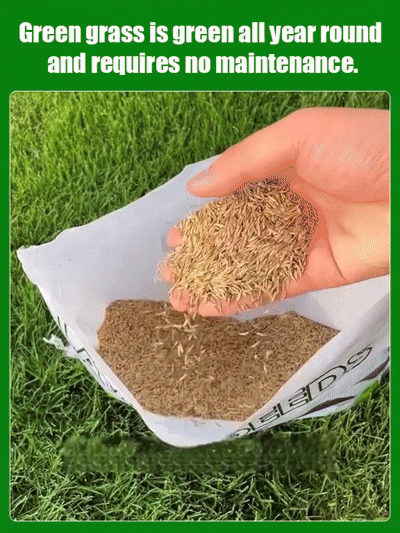 7-Day Green Up! Stop waiting months. Turn your dead yard into a pro golf green by next week ⛳🌱Drought-Proof & Rugged! The "Ironman" grass for lazy owners. Stays lush and green all year round 🛡️🌿Plant today, green by Friday 🏡🔥