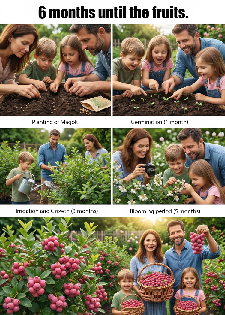 Rare Pink Berries: Sweeter Than Candy! 🍬🍓Grow Stunning Pink Blueberries at Home! 🏡💖Get 3000 Pink Berry Seeds for Just $52! 💰🚀