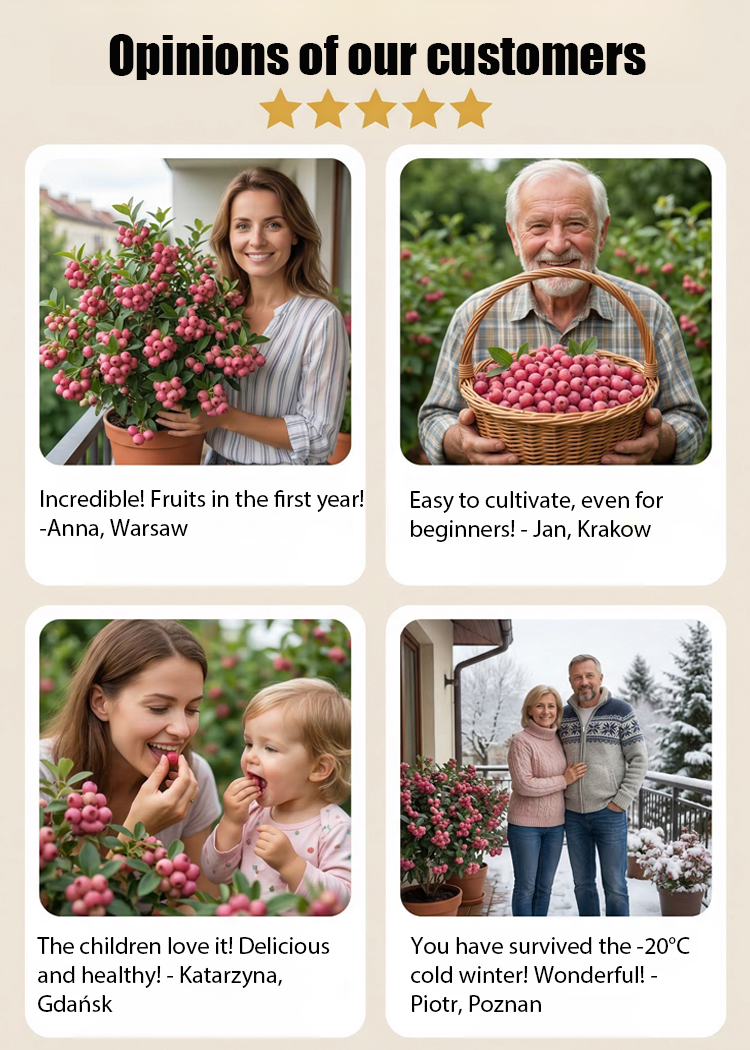 Rare Pink Berries: Sweeter Than Candy! 🍬🍓Grow Stunning Pink Blueberries at Home! 🏡💖Get 3000 Pink Berry Seeds for Just $52! 💰🚀