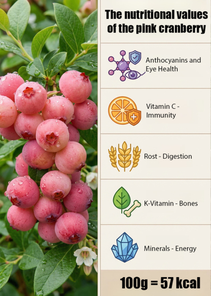 Rare Pink Berries: Sweeter Than Candy! 🍬🍓Grow Stunning Pink Blueberries at Home! 🏡💖Get 3000 Pink Berry Seeds for Just $52! 💰🚀