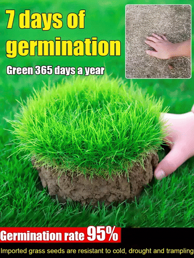 7-Day Green Up! Stop waiting months. Turn your dead yard into a pro golf green by next week ⛳🌱Drought-Proof & Rugged! The "Ironman" grass for lazy owners. Stays lush and green all year round 🛡️🌿Plant today, green by Friday 🏡🔥