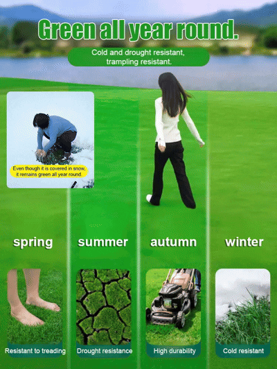 7-Day Green Up! Stop waiting months. Turn your dead yard into a pro golf green by next week ⛳🌱Drought-Proof & Rugged! The "Ironman" grass for lazy owners. Stays lush and green all year round 🛡️🌿Plant today, green by Friday 🏡🔥