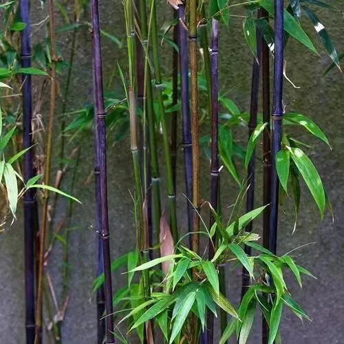 Rare Purple Bamboo Seeds