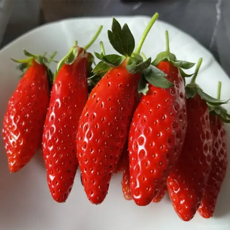 🍓Cream Giant Strawberry Seeds -- Various shapes & Natural juices🥤