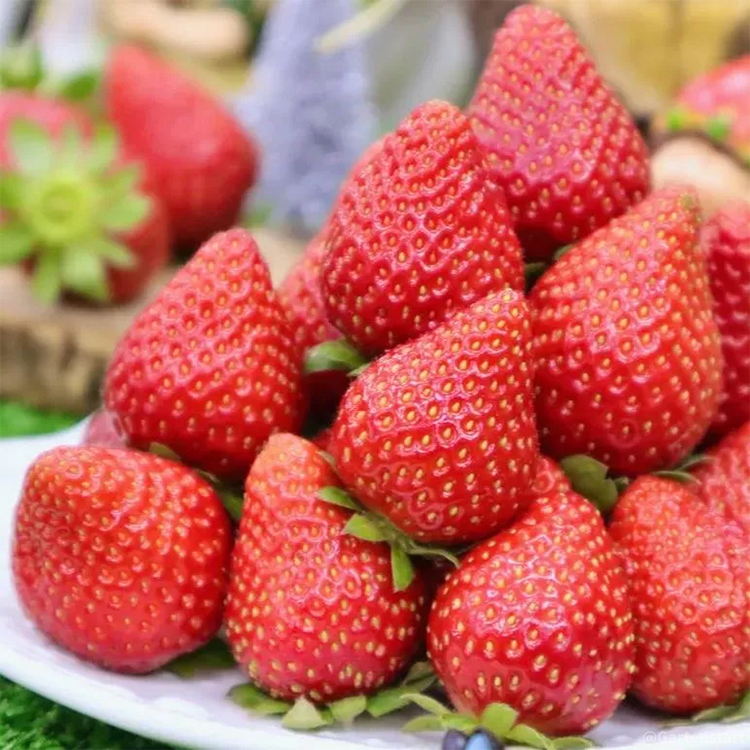 🍓Cream Giant Strawberry Seeds -- Various shapes & Natural juices🥤