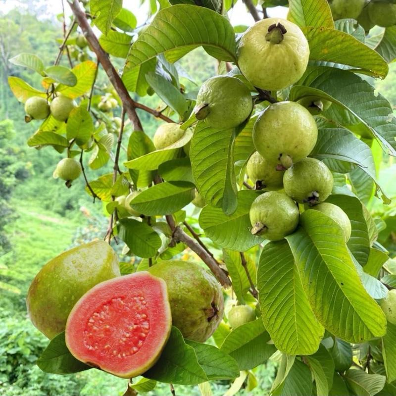 Pink Guava Seeds for Planting- Suitable for Pots,Greenhouses, and Outdoor Gardens