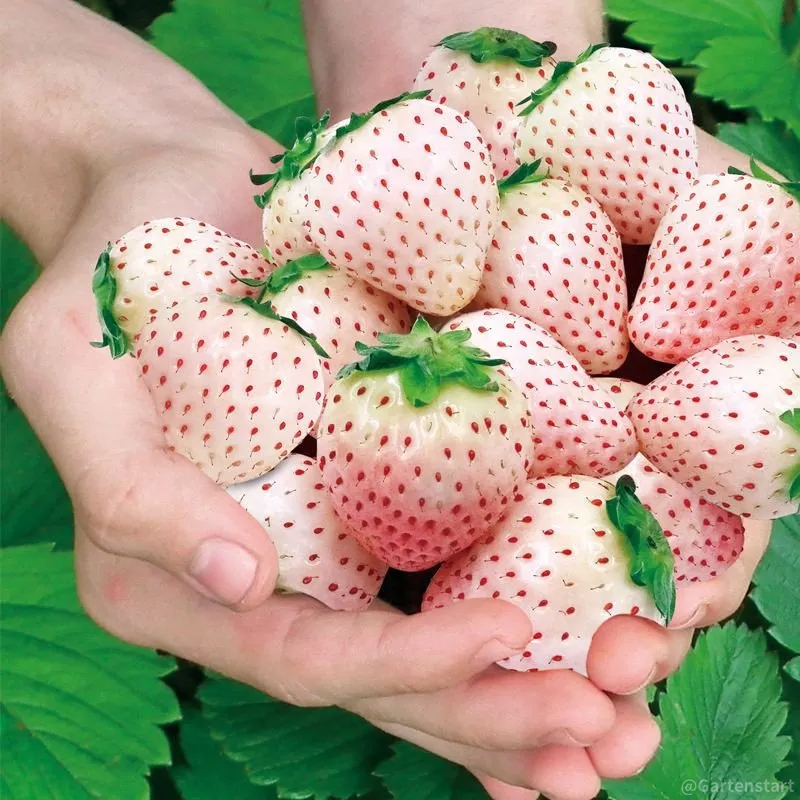 🍓Cream Giant Strawberry Seeds -- Various shapes & Natural juices🥤