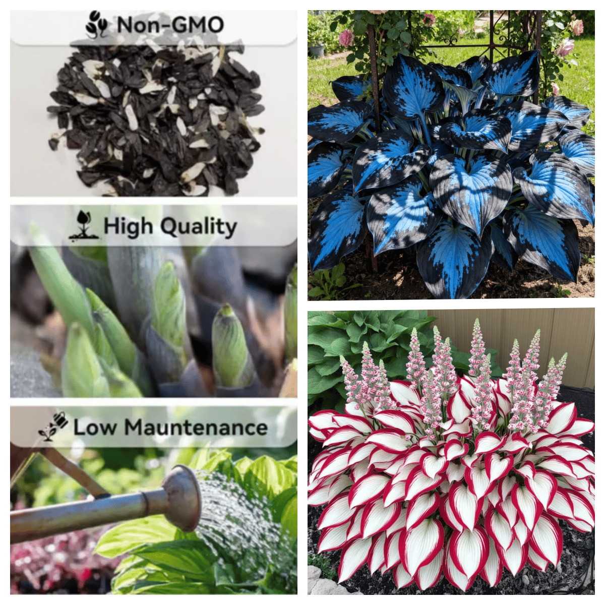 💥2025 Hot Sale 🌌Hosta Seeds Perennial Shade Plant for Garden