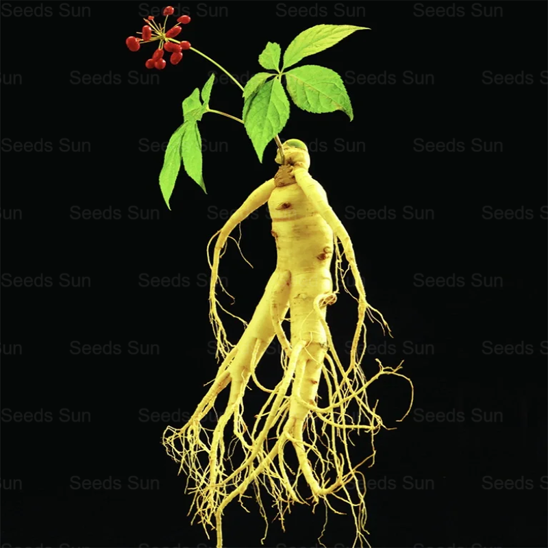 🌱 Ginseng Seeds--Now Available For Planting In Autumn 2024! -- [Limited Supply Available]