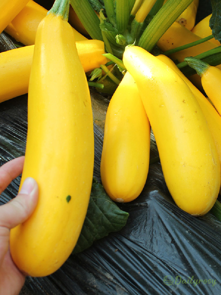 Banana Zucchini - Golden Zucchini🌿Can be planted in all seasons
