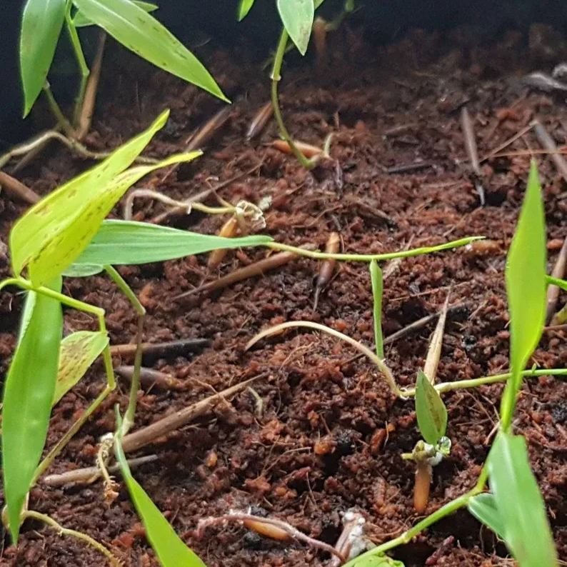 Rare Purple Bamboo Seeds