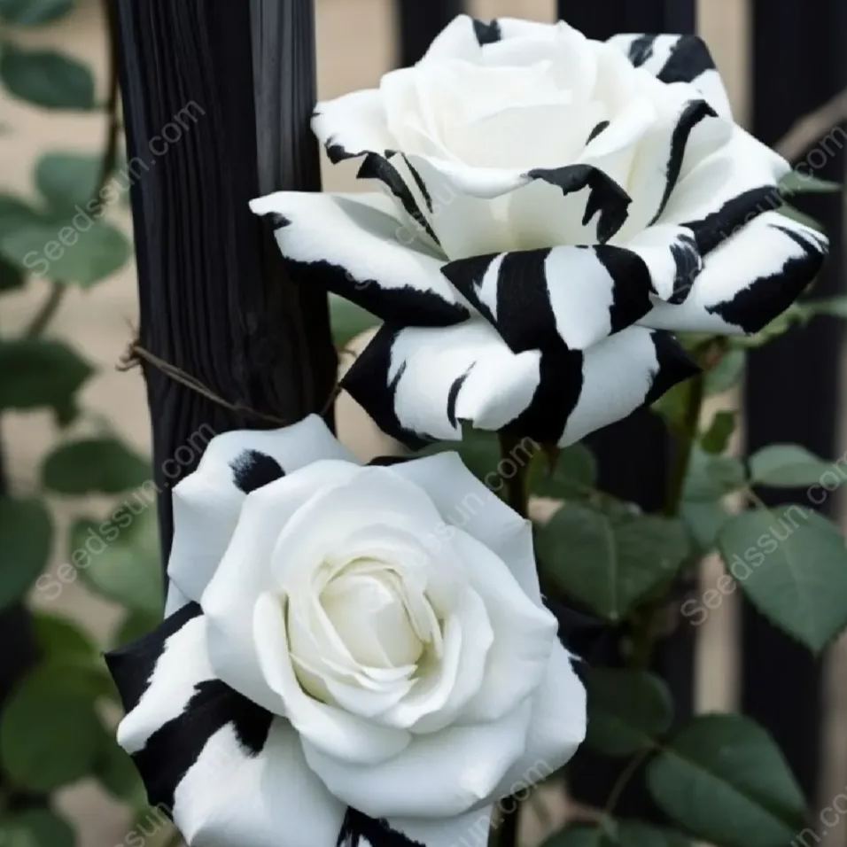 Rare Twin Black And White Roses