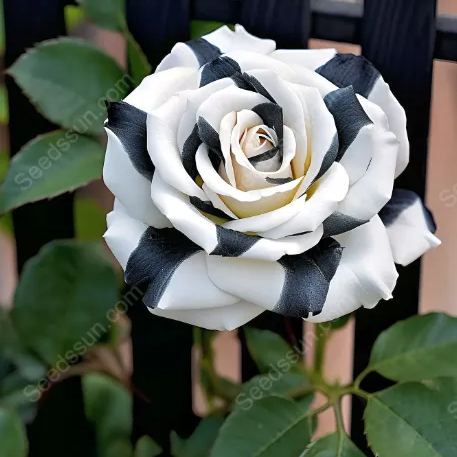 Rare Twin Black And White Roses
