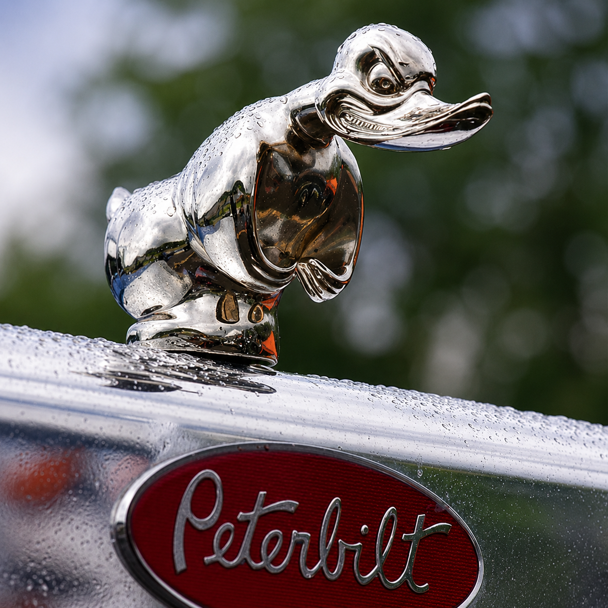 Chrome duck hood ornament mounted on a truck in the rain