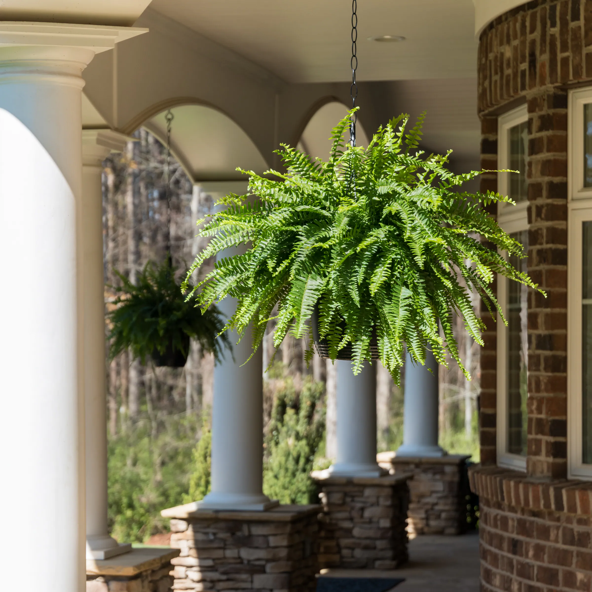 Resistant Fern Grass