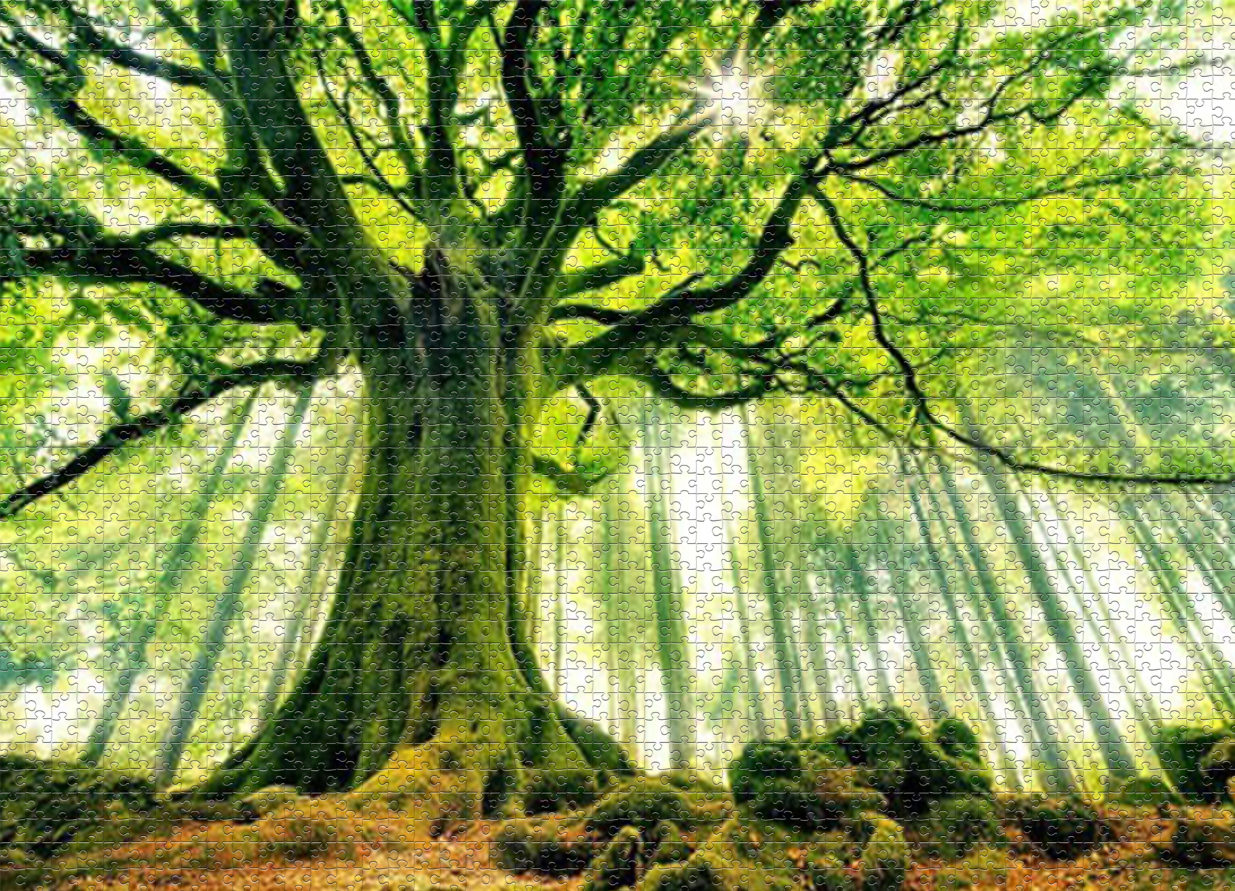 1000-piece puzzle - spring