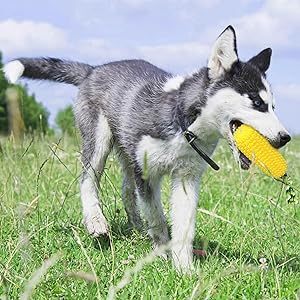 Dog Teething Sticks Pet Supplies