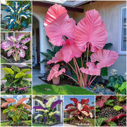 🌈 Giant Colored Caladium Seeds🎊Your Perfect Choice for a Vibrant Garden 🌿