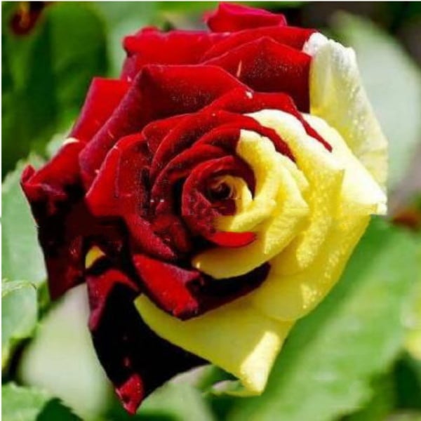 🔥RARE BLACK RED ROSE FLOWER SEEDS