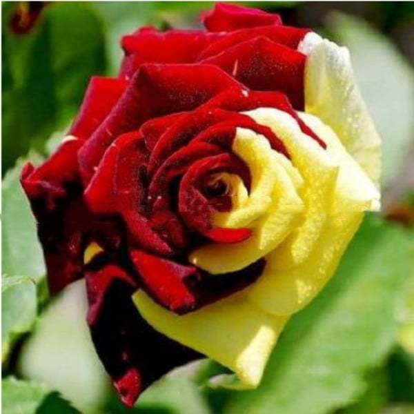 🔥RARE BLACK RED ROSE FLOWER SEEDS