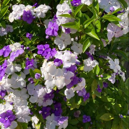 🏆 75K+ SOLD! ❄️🌱Trailing Jasmine Seeds – Winter Planting, Perennial Blooms & Fragrant Garden Elegance 🌸(Buy One Get One Free)