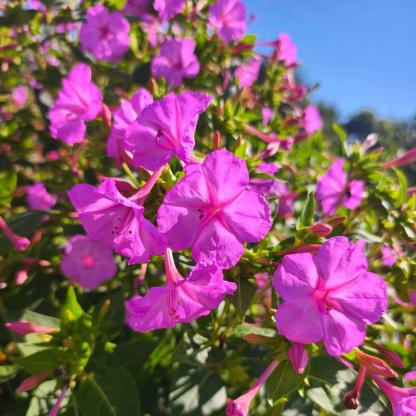 🏆 75K+ SOLD! ❄️🌱Trailing Jasmine Seeds – Winter Planting, Perennial Blooms & Fragrant Garden Elegance 🌸(Buy One Get One Free)