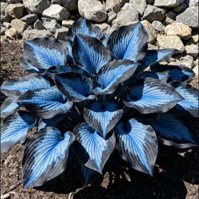 🔥Last day clearance🌌Premium Rare Hosta Seeds - Shade Plant for Garden