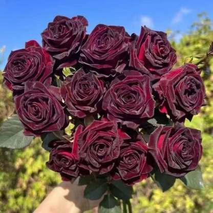 🔥RARE BLACK RED ROSE FLOWER SEEDS