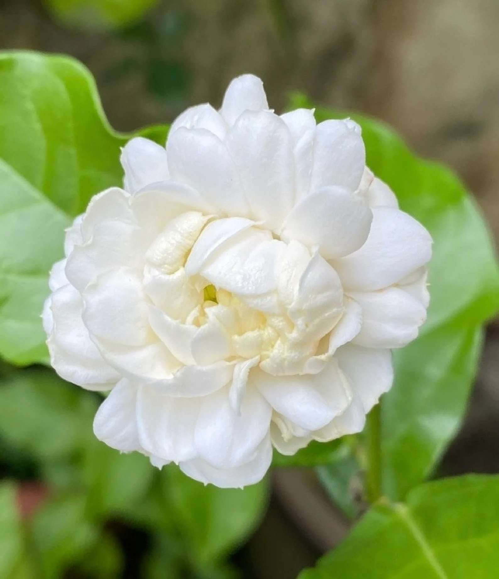 🏆 75K+ SOLD! ❄️🌱Trailing Jasmine Seeds – Winter Planting, Perennial Blooms & Fragrant Garden Elegance 🌸(Buy One Get One Free)