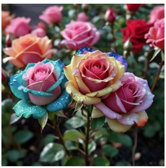 🔥RARE BLACK RED ROSE FLOWER SEEDS