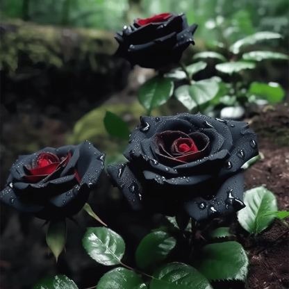 🔥RARE BLACK RED ROSE FLOWER SEEDS