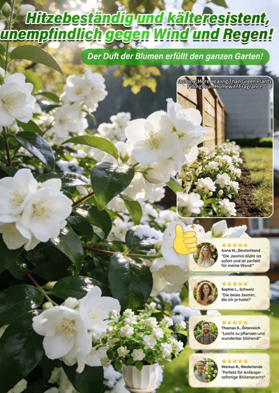🏆 Empfohlen vom Deutschen Gartenbauverband – winterhart, pflegeleicht, ideal für Anfänger🌼 Gefüllter Jasmin mit intensivem Duft – dein persönliches Duftparadies zu Hause🌿 Blüht das ganze Jahr über – duftende Blüten für Balkon und Wohnung