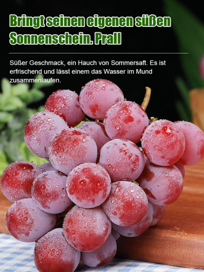 🏆 Von Gärtnereien empfohlene Sorte – Exportqualität, stabile Keimrate🌱 Ganzjährig aussäbar – für Balkon, Garten & Topf, wenig Platz, viele Früchte🍇 Süße Sorten wie Kyoho & Muskattraube – saftig, ertragreich auch für Zuhause