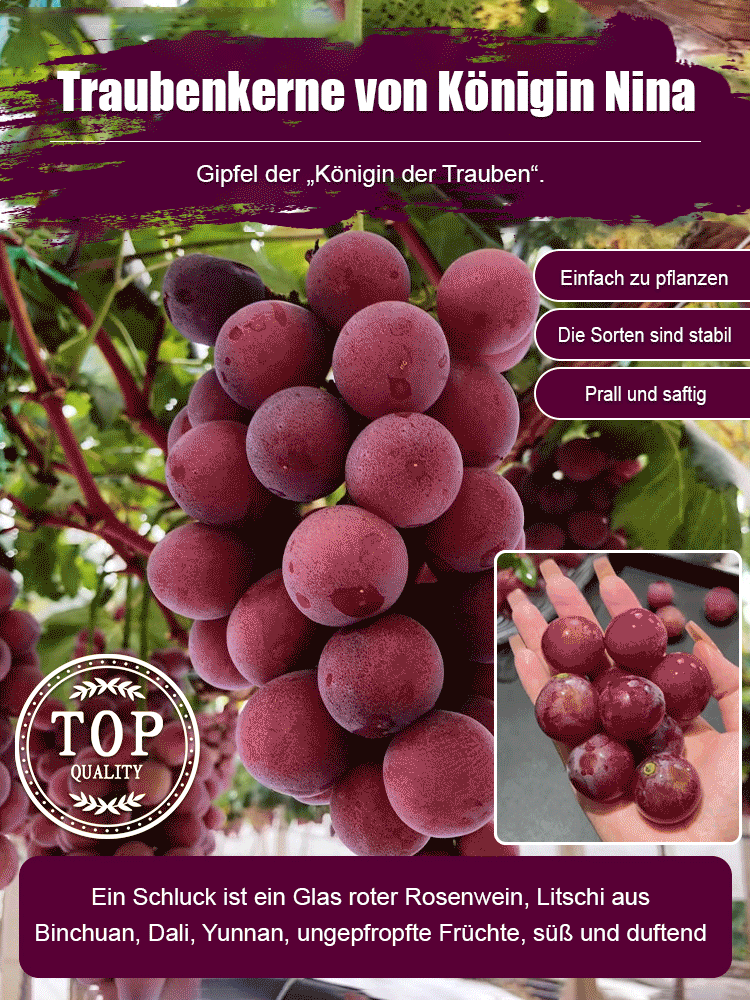 🏆 Von Gärtnereien empfohlene Sorte – Exportqualität, stabile Keimrate🌱 Ganzjährig aussäbar – für Balkon, Garten & Topf, wenig Platz, viele Früchte🍇 Süße Sorten wie Kyoho & Muskattraube – saftig, ertragreich auch für Zuhause
