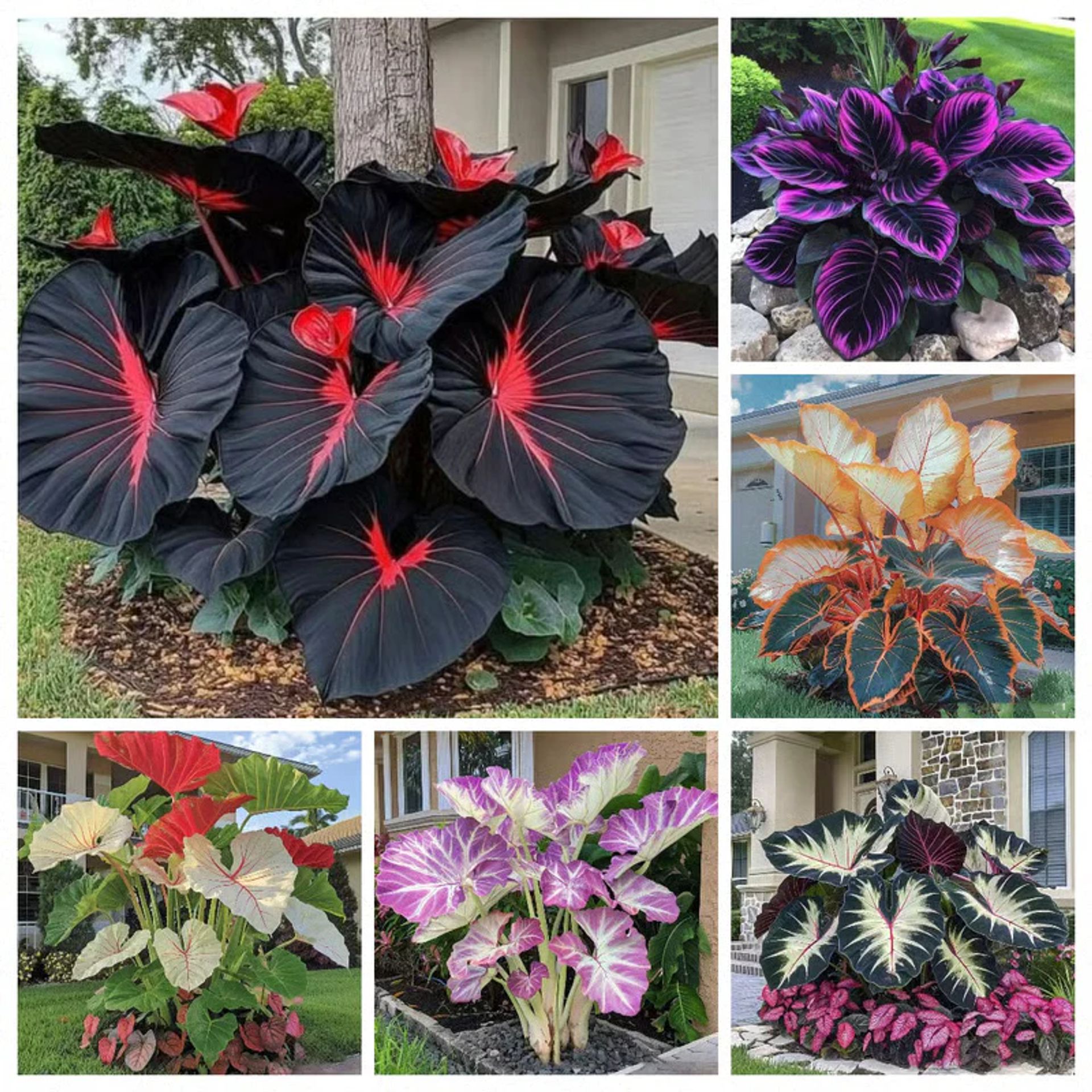 🌱 Exotic Rare Leaf Seeds 🏡 Transform Your Garden into a Masterpiece