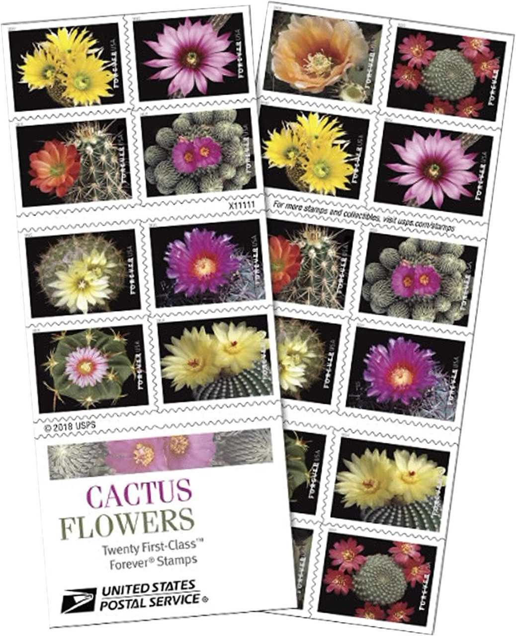Cactus Flowers 2019