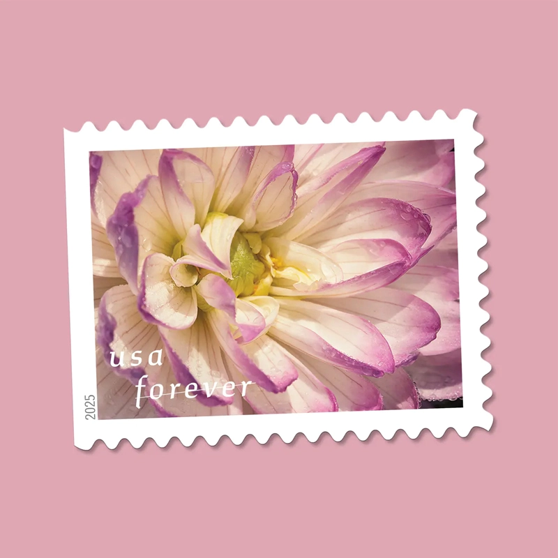 2025 First-Class Dahlias Forever Stamps 
