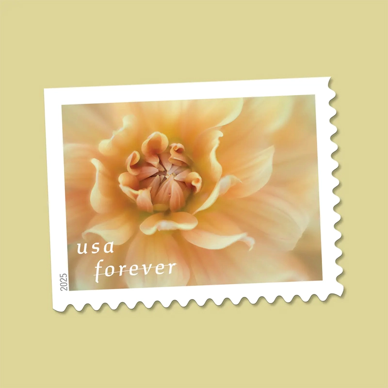 2025 First-Class Dahlias Forever Stamps 
