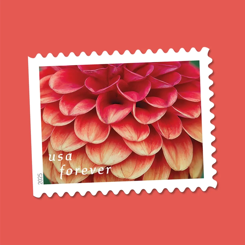 2025 First-Class Dahlias Forever Stamps 