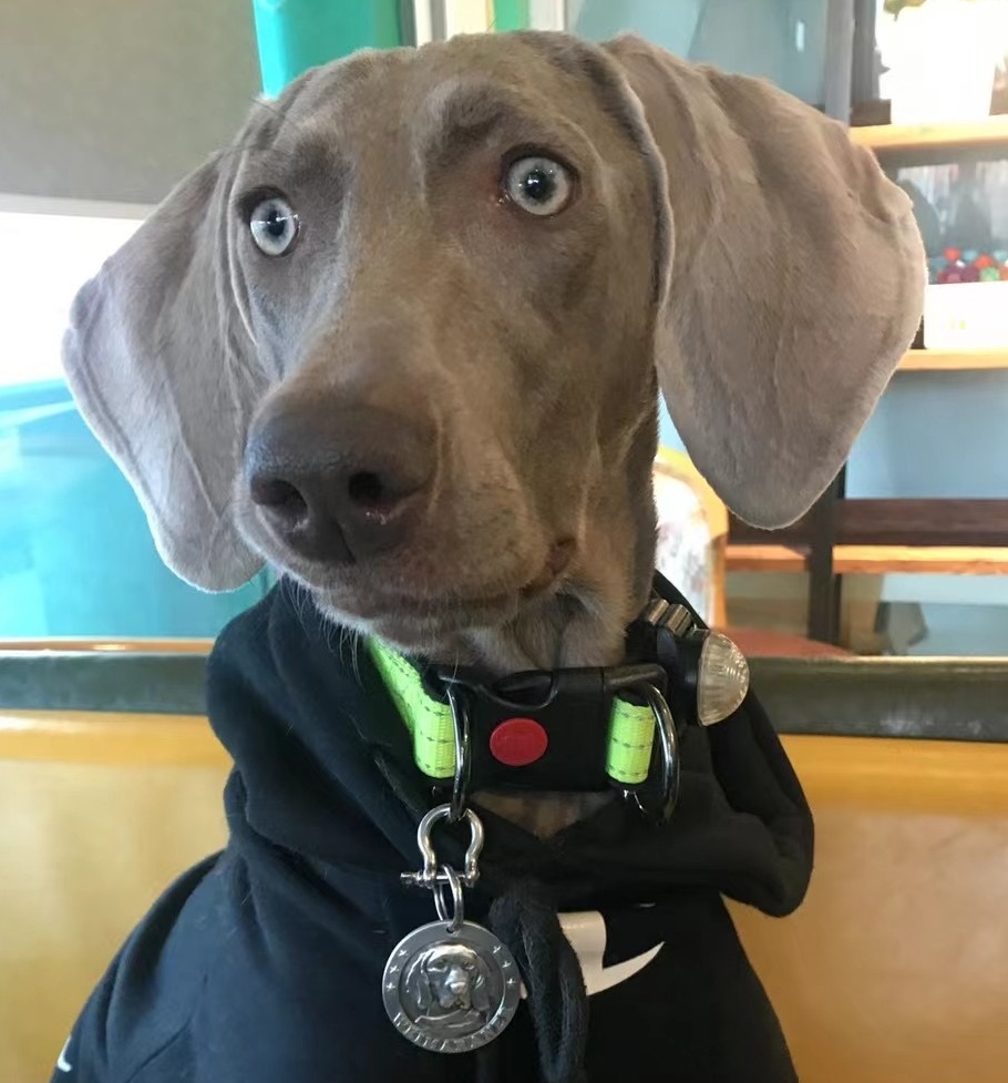 Weimaraner