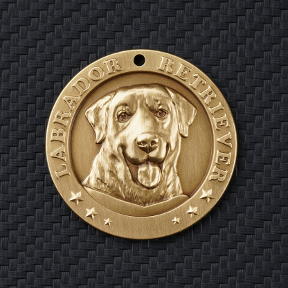 Labrador Retriever 3