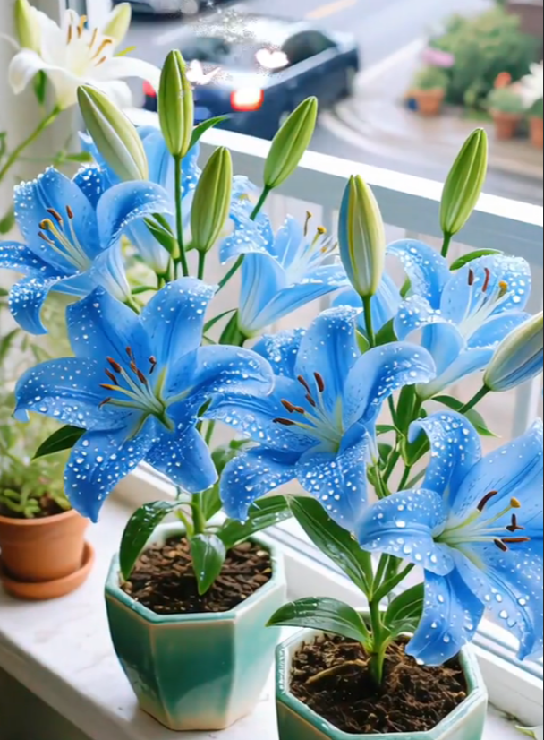 🌺Perfume Lily Bulbs—Fresh and Sweet