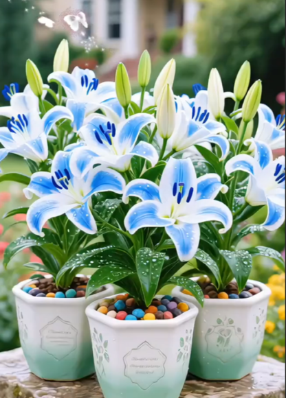 🌺Perfume Lily Bulbs—Fresh and Sweet