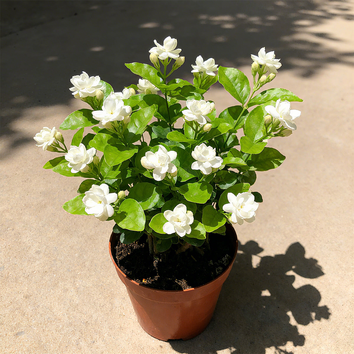 Double Jasmine Seeds