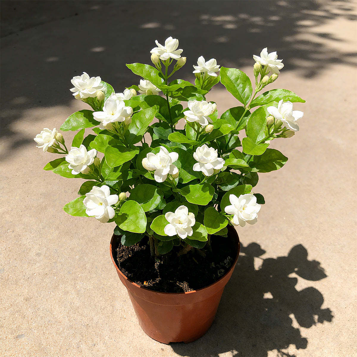 Double Jasmine Seeds