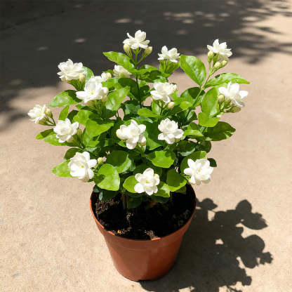 Double Jasmine Seeds