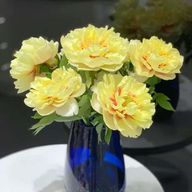 🔥🌺THE QUEEN OF FLOWERS—DOUBLE PETALED PIANI