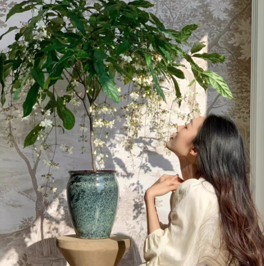 🌸Winter-Friendly Hanging Jasmine—Dreamy Indoor Flower🌿❄️