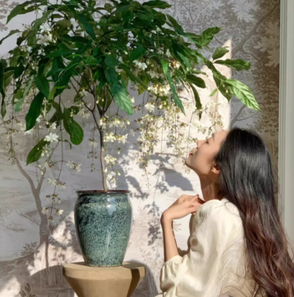 🌸Winter-Friendly Hanging Jasmine—Dreamy Indoor Flower🌿❄️