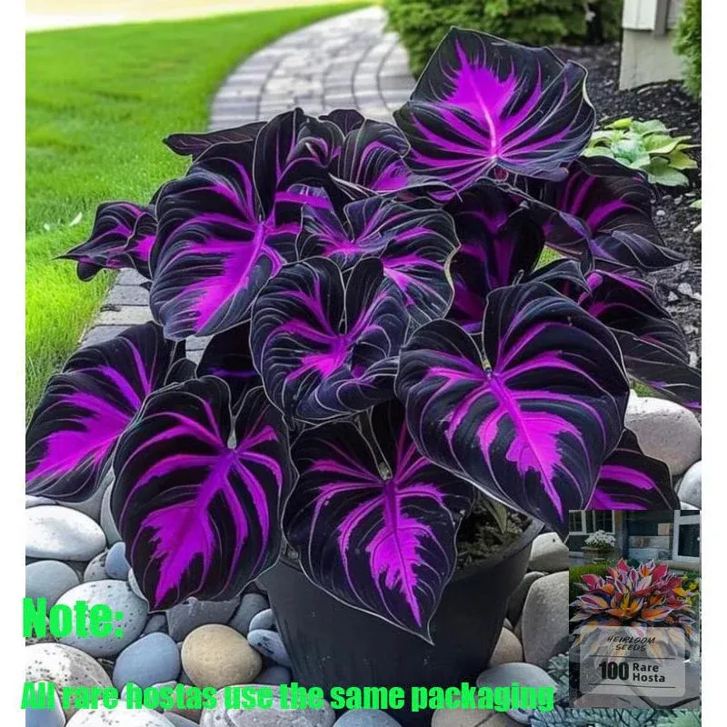 🌱 Exotic Rare Leaf Seeds 🏡 Transform Your Garden into a Masterpiece